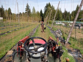 Persephone Brewing Co. CEO Brian Smith working in the brewery’s hop yard near Gibsons last year.