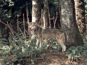 Two dogs have been attacked by wolves in separate incidents near Tofino and Ucluelet.