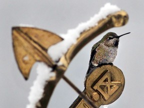 The Anna's hummingbird is now a year-round resident of southwest B.C.