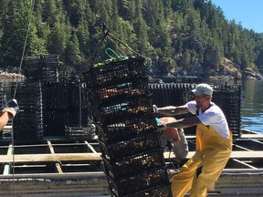 Several oyster growers off BC's south coast have voluntarily agreed to suspend sales while the federal government investigates the cause of more than 300 illnesses.