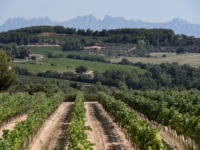 Vines grow at the Segura Viudas vineyard in Sant Sadurni D'anoia, near Barcelona, Spain.