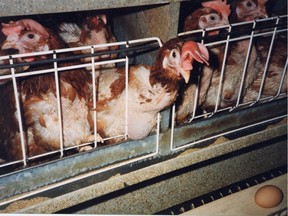 While the end of the battery cage is a welcome victory for those who have long condemned its obvious cruelty, it’s not yet an end to the animal suffering inherent in the egg industry.