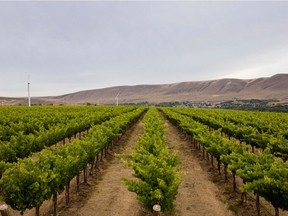 The McClellan Estate Vineyard, part of Seven Hills Winery in Washington State. The state’s wine commission has reported a record 2016 grape harvest.