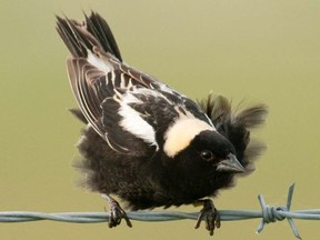 Submitted photo of a male Bobolink.