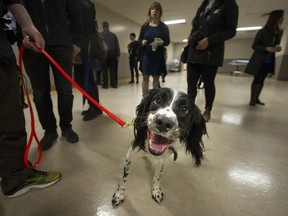 A nose for health care- "Angus" a 2 year old springer spaniel is a C.diff sniffing dog who was introduced at Vancouver General Hospital today along with Health Minister Terry Lake and handler Teresa Zurberg.