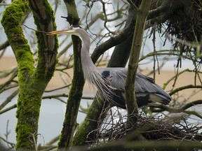 More than two dozen great blue heron chicks and one adult bird are dead after their nesting site in Vernon was heavily damaged in a windstorm.