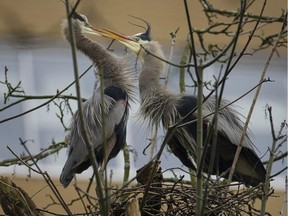 A pair of the great blue herons that have just returned to mate in Stanley Park.