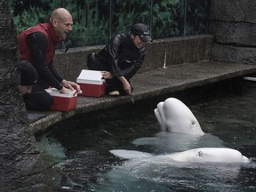 Belugas being fed at the Vancouver Aquarium.