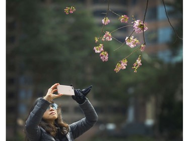 Vancouver's Cherry Blossom Festival at Burrard SkyTrain Station in Vancouver, B.C., March 30, 2017.