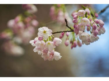 Vancouver's Cherry Blossom Festival at Burrard SkyTrain Station in Vancouver, B.C., March 30, 2017.