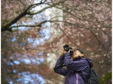 Vancouver's Cherry Blossom Festival at Burrard SkyTrain Station in Vancouver, B.C., March 30, 2017.