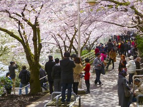 Vancouver's Cherry Blossom Festival kicks off with a concert at Burrard Station.