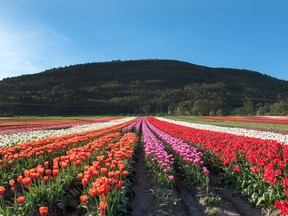 Bloom, The Abbotsford Tulip Festival, will be open to the public from April 10 to May 7.