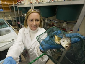 Shannon Balfry heads a program in the Department of 
Fisheries where they use perch to clean the sea lice from farmed salmon.