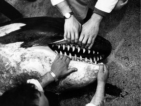 The orca Moby Doll was the first of its kind ever captured (1964) and kept in captivity in West Vancouver. It died a few months after capture and is seen here in a file photo being examined post-mortem.