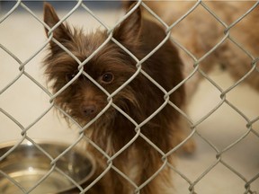 B.C. SPCA constables have removed 24 small dogs and puppies and six cats from a puppy breeding operation near Lillooet, B.C. The animals were all suffering from severe neglect.