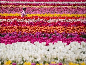 Two boys run through rows of tulips at the Abbotsford Tulip Festival last year. A harsh winter and wet spring has presented some challenges for farmers this year.