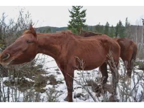 16 emaciated horses were removed from a property in Armstrong, B.C., in December 2016. A Vernon judge has sentenced the owner to nine months in jail for breaching conditions of his conviction for animal cruelty. [PNG Merlin Archive]