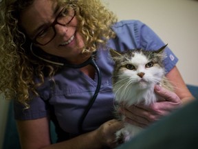Veterinarian Sue Hughson of Dying with Dignity Canada's Vancouver chapter examines a cat in her clinic at North Vancouver in December 2015.