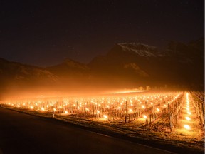 Frost candles burn in a vineyard in Switzerland. Europe’s early spring turned ugly last week with some devastating frosts.