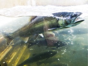 Returning salmon in the public viewing area at the Capilano Fish Hatchery at North Vancouver in August 2015.