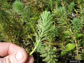 Richmond is being overrun by parrot's feather, a particularly quick-growing, invasive aquatic plant that's been spreading thick and fast for years after being dumped by owners of aquariums or spread from backyard ponds into the city's waterways.