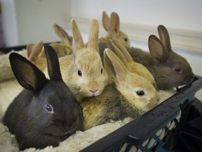 These eight healthy bunnies were born five weeks ago at Rabbitats in the Richmond Auto Mall after someone dropped off their mom two weeks before she gave birth.
