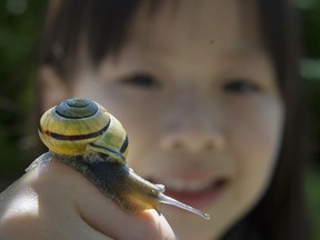 Checking out a yellow garden snail in Richmond last year is Elsa Lee 4.
