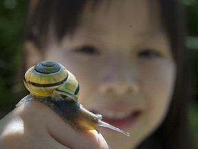 Four-year-old Elsa Lee checks out a yellow garden snail at Richmond  Nature Park in April. After a long, cool winter it's time to get outside and celebrate World Parks Week.