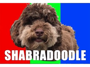 The VPD "Shabradoodle" — a new police dog that's hypoallergenic, at least until April Fool's Day is over.