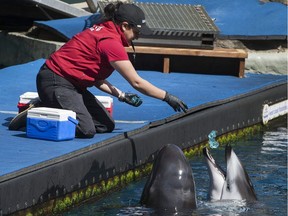 A trainer works with animals at the Vancouver Aquarium on Thursday. The aquarium is appealing to the public to help save its Marine Mammal Rescue Program.