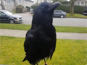 VANCOUVER, British Columbia, April 4, 2017 -- Canuck the Crow was back ruling the roost in East Van on April 4 after a stay at Night Owl Bird Hospital for care following an attack by a soccer dad on march 25 . (Facebook, Sawn Bergman) [PNG Merlin Archive]