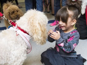 Blayke Vandusen plays with one of the therapy dogs at B.C. Children's Hospital in Vancouver.