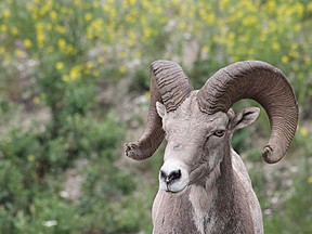 Bighorn sheep are a blue-listed species in B.C., which means they are not immediately threatened but are a species “of concern” because they are particularly sensitive to human activities or natural events.