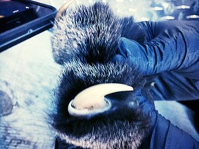 Officer shows cougar's claw after it was shot in Esquimalt.
