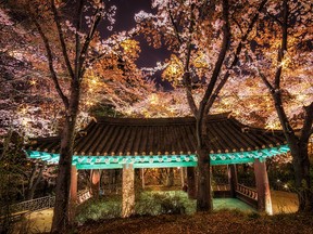 Traditional korean pagoda surrounded by cherry blossoms in a mountain in Gangneung, South Korea.