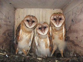 Barn owls are seen in this undated handout photo. One of the largest population of barn owls in Canada may be more aptly named bridge owls after a new study says the population faces multiple threats while the birds struggle to adapt to urbanization. THE CANADIAN PRESS/HO, Sofi Hindmarch *MANDATORY CREDIT*