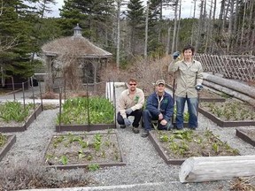 Stephen Trickett, Chris Langmead and Jack Bishop pose with tulip stalks in this recent handout photo. In a collision of Canadian icons, a hungry moose destroyed a Maple Leaf tulip display planted to mark Canada 150 celebrations in St. John&#039;s. The intruder left tell-tale footprints as it laid waste to hundreds of sprouting plants at the Memorial University of Newfoundland Botanical Garden. THE CANADIAN PRESS/HO - Memorial University of Newfoundland Botanical Garden *MANDATORY CREDIT*