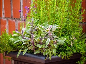 A herb planter with tricolour sage, golden rosemary, and thyme.