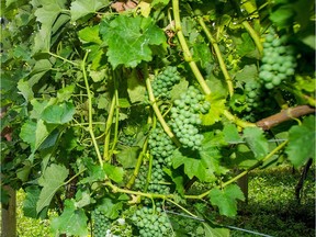 When it’s grown on a cool site and handled in a specific manner, Sauvignon Blanc delivers big flavour in the glass.