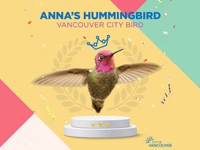 Anna's hummingbird has been named Vancouver's official City Bird.