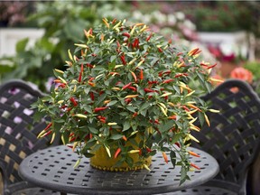 Basket of Fire’ pepper produces loads of ornamental-looking fruits that have a wonderful medium heat.