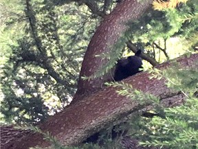 East Vancouver residents had to keep an eye on their pic-a-nic baskets this morning, after a young bear was spotted in their neighbourhood.