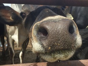 Earth Day turns into Spring Turn Out Day for Kootenay Meadows Farm.