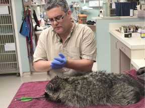 Dr. Adrian Walton, of Dewdney Animal Hospital examines a raccoon that was shot with an arrow last week in Maple Ridge. The raccoon was later euthanized. [PNG Merlin Archive]