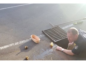 Oak Bay Fire's acting assistant chief Duane Adsett rescues ducklings from a storm drain near Cadboro Bay and Bee Street.