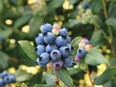 In an effort to get food production back into the home garden, breeders have developed new varieties of berries that perform well in small spaces or in containers. Shown here are Perpertua blueberries.