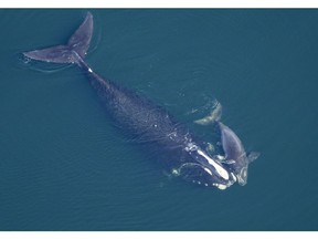 A North Atlantic right whale swims with her calf in the Atlantic Ocean off the coast of the United States, near the border between the states of Florida and Georgia.