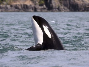 In this July 3, 2016, photo provided by the Center for Whale Research, an orca whale designated J2 and also known as Granny, pokes her head upward while swimming in the Salish Sea near the San Juan Islands, Wash.