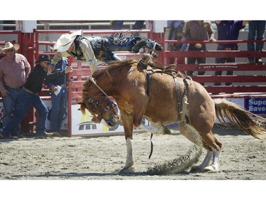 Saddle Bronc rider Jim Berry (Ricky Mnt. House AB)  flies wild through the air off his horse "Majorhuckleberry" in the event,  at the 71st annual Cloverdale Rodeo and country fair.